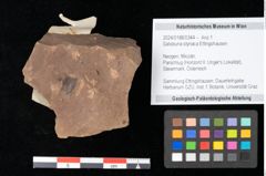 Foto (Objekt + Etikett) von Adiantum renatum Unger (NHMW-GEO-2024-0188-0344)